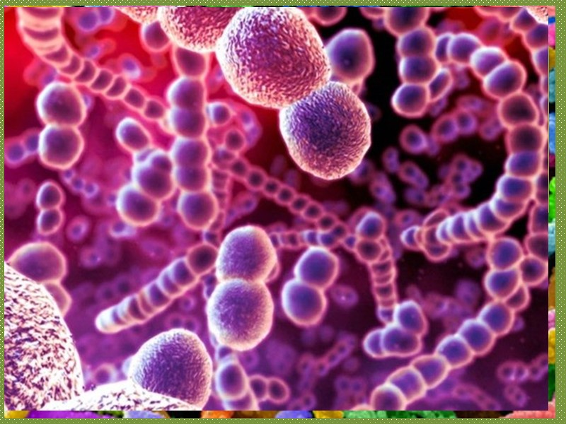 Бакте́рии (эубактерии (Eubacteria),  др.-греч.  βακτήριον — палочка) — домен (надцарство)  прокариотных